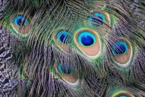 beautiful peacock feathers in close up photography